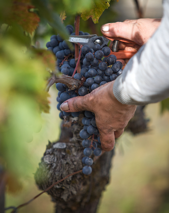 オーガニックなブドウ畑