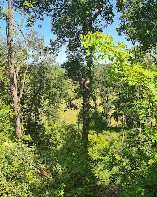 守られたエコシステム